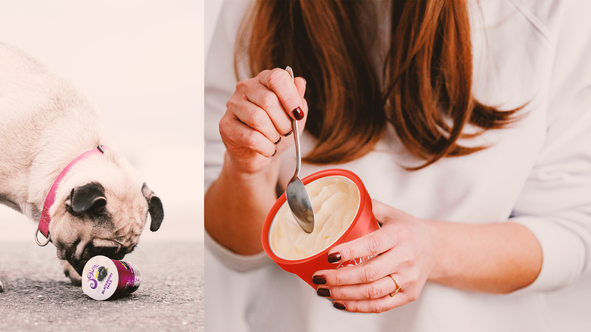 pug sniffing blackberry flavoured food container. lady scooping into peach flavoured yogurt.
